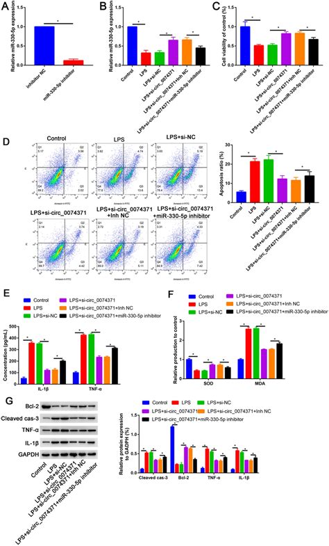 A Relative MiR 330 5p Expression In Inhibitor NC And MiR 330 5p