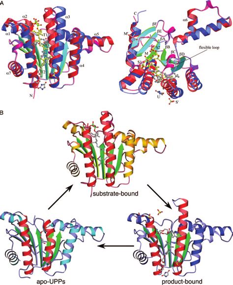 Overall Fold Of The Protein A The Structure Of Upps In The Wtf Download Scientific Diagram