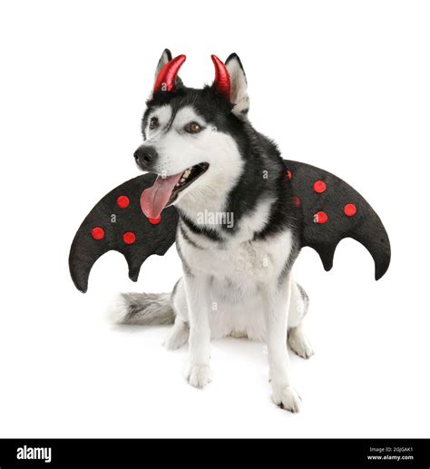 Scary husky Cut Out Stock Images & Pictures - Alamy