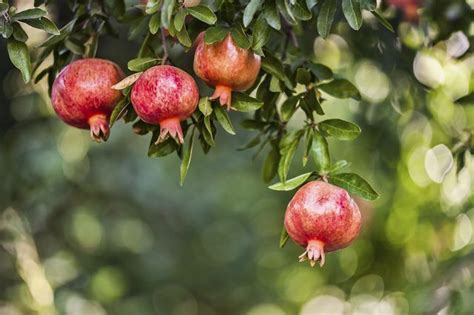 How To Grow A Pomegranate Tree In Arizona Tifany Galvan