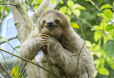 Bicho-preguiça Características da espécie e curiosidades | Sloth photos ...