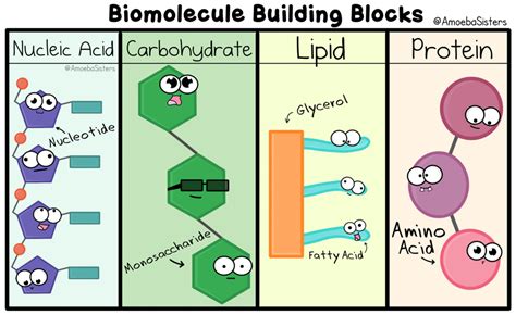 Biomolecules Ms Andersons Biology Class