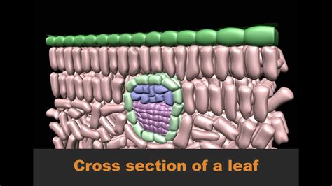 Plant Leaf Cross Section