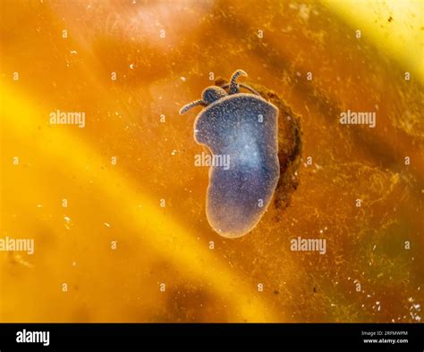 Malacology Gastropods Hydrobionts Pond Snail Viviparus Leg Viewed