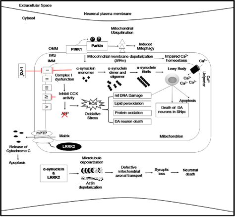 Mitochondria And Parkinsons Disease Schematic Diagram Showing The Download Scientific Diagram