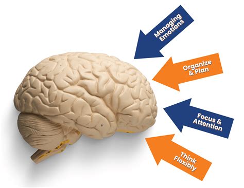 Executive Functioning Coach Galaxy Brain And Therapy Center