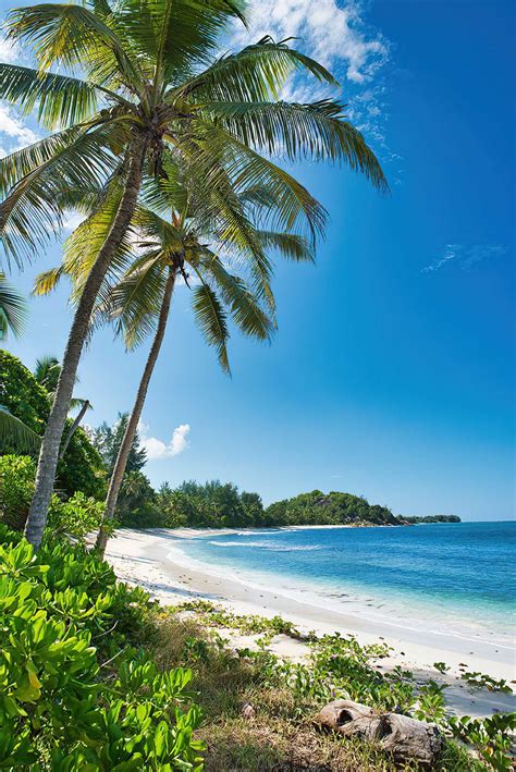 Constance Lemuria Resort – Praslin, Seychelles – Palm Tree and White ...