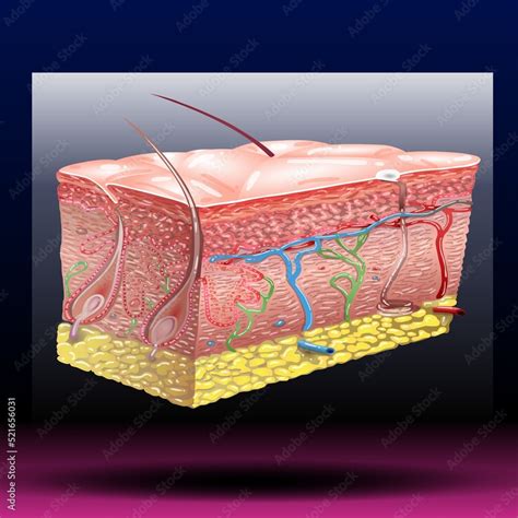 Skin Anatomy Fla Source File Available Human Normal Skin Dermis Epidermis Adipose Layers