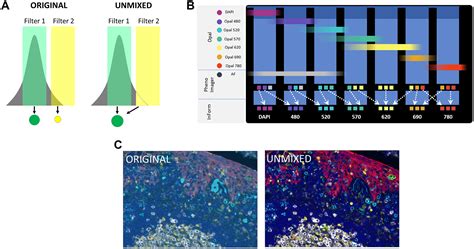 Multiplex Immunohistochemistry And Immunofluorescence A Practical