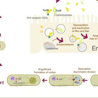 Schematic Illustration Of C Difficile Germination Sporulation And