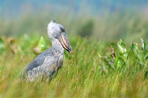 Uganda Birdwatching Safaris — Birding And Wildlife Tours