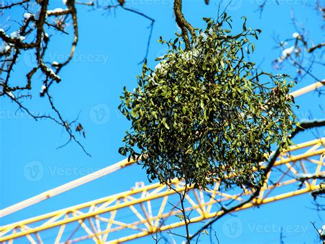 Viscum album or mistletoe is a semi-parasite of several tree species in ...