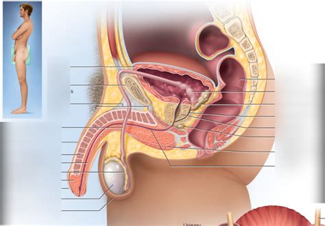 Male Repro Diagram Quizlet