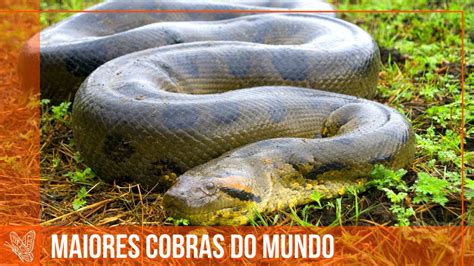 TOP 6 MAIORES COBRAS DO MUNDO Cobras Anacondasnake YouTube