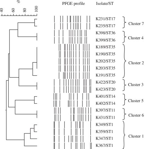 Dendrogram Illustrating The Percentage Similarity Of Pfge Profiles Of