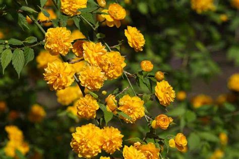 Grow Japanese Rose Plants In Your Garden With Less Care