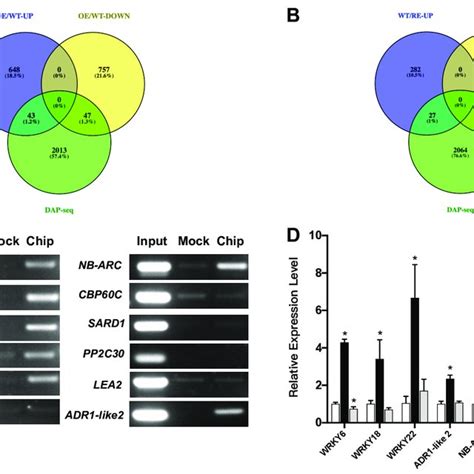 Validation Of Downstream Target Genes Of PsnWRKY70 Gene A Venn