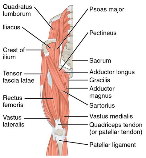 Hip Flexors Physiopedia