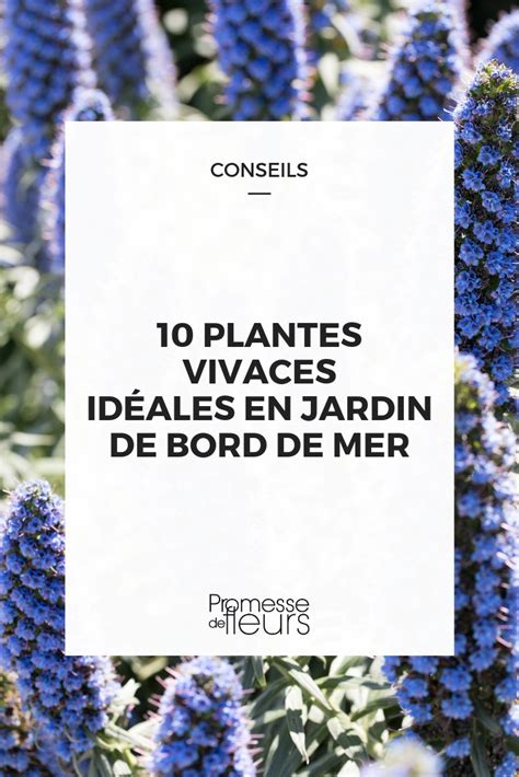 Descubra 100 Kuva Fleurs Violettes Bord De Route Thptnganamst Edu Vn