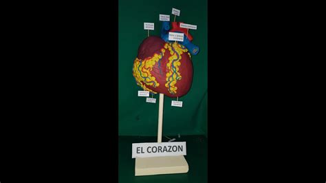 Maqueta Del CorazÓn Parte 4 Acabados Y Letreros Trabajo