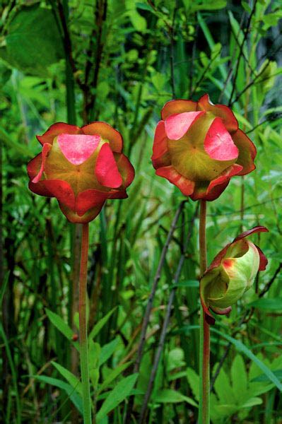 Pitcher Plant Flowers