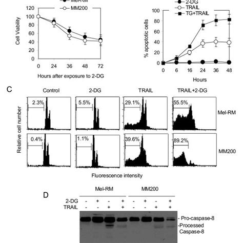 Dg Sensitizes Melanoma Cells To Trail Induced Apoptosis A Dg