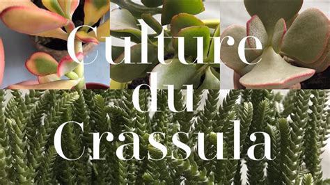 LE CRASSULA Mes Conseils D Entretien PLANTE SUCCULENTE YouTube