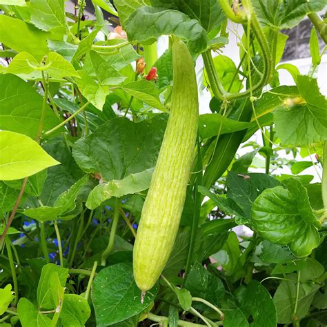 Armenian Cucumber Cucumis Melo Var Flexuosus