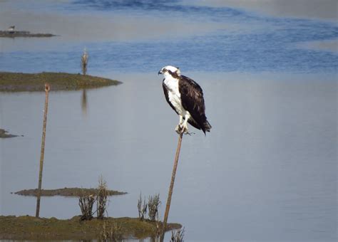 Osprey Bolsa Chica Dave Telford Flickr