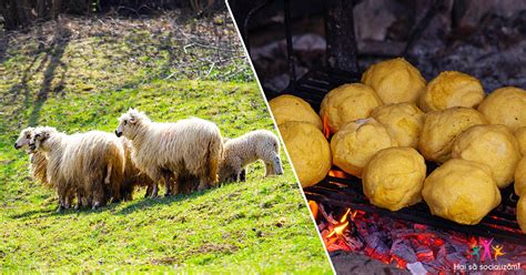 Excursie De O Zi La Stana Din Deal 2 Hai Sa Socializam