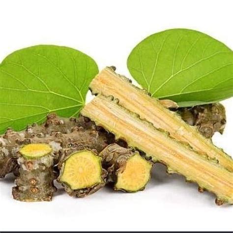 Organic Tinospora Cordifolia Green Giloy Stick Packaging Type Poly