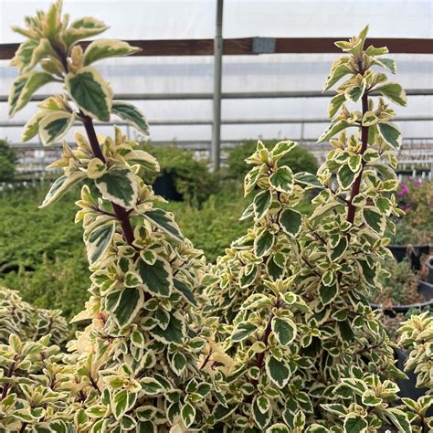 Hemizygia Candy Kisses Candy Kisses Wild Sage 45 Pot Little