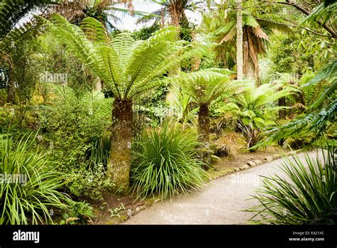 Palms Ferns Hi Res Stock Photography And Images Alamy