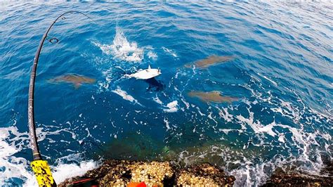 Mga Pating Inikutan Ang Huli Kong Isda Hanggang Humanity M Mh