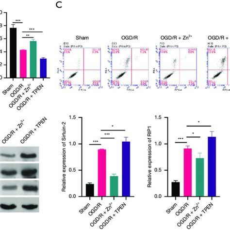 TRPC6 Markedly Enhanced Viability And Resisted Necrosis In OGD R HK 2