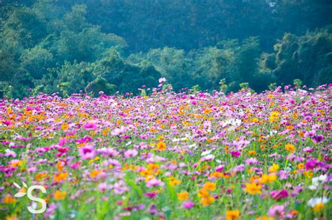 Élixir du suédois Plantes et Actifs Naturels Santéonaturel