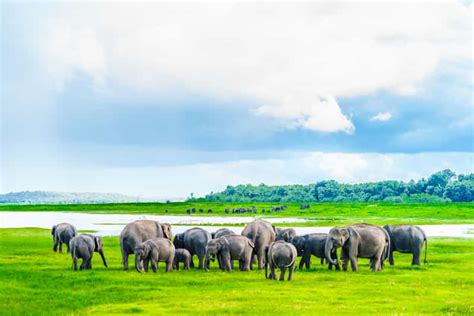 Von Negombo Aus Minneriya National Park Safari Tour Getyourguide