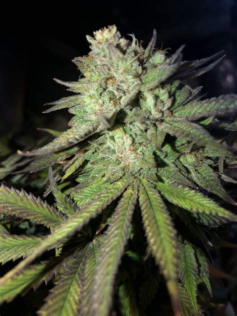 Barney S Farm Glookies Grow Journal By Ehcndgrower Growdiaries