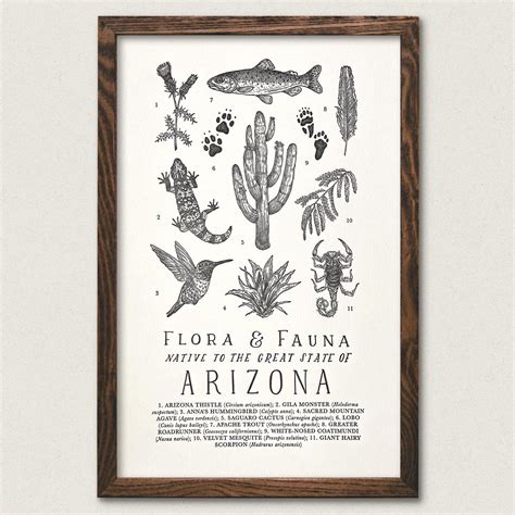 Arizona Field Guide Art Print The Wild Wander