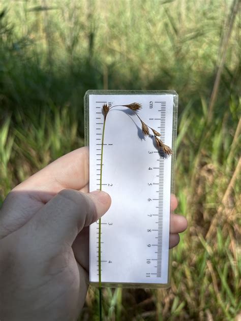 Carex Sect Cyperoideae From Long Island Manorville NY US On August