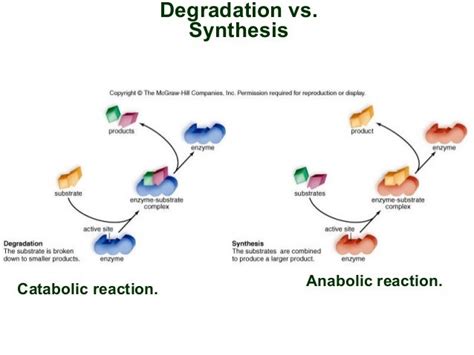 Chapter 08 An Introduction To Metabolism