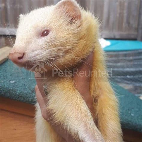 Lost Ferret White Albino Ferret Name Withheld Devizes Area