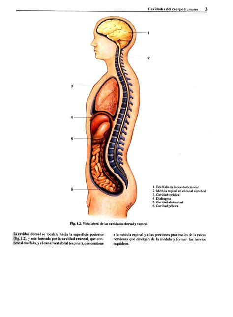 Atlas Fotografico De Anatomia Del Cuerpo Humano Era Edici Pdf