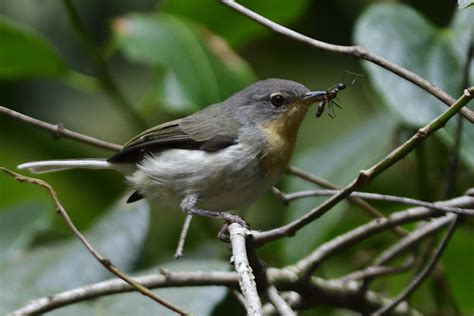 Buff Throated Apalis Holmen Birding Safaris