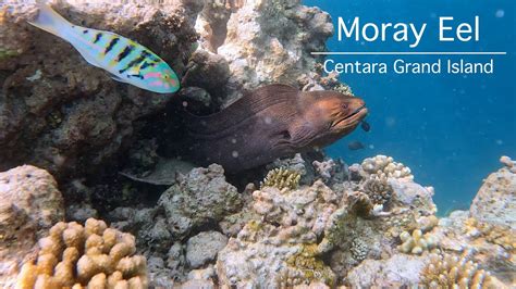 Moray Eel At Centara Grand Island Snorkeling In The Maldives Youtube