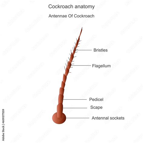 Cockroach anatomy, antennae parts. Biological illustration. Labelled ...