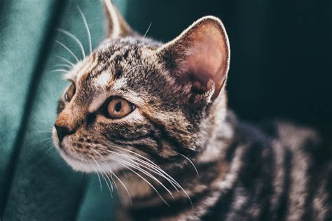 Cat Domestic Tiger Free Photo On Pixabay