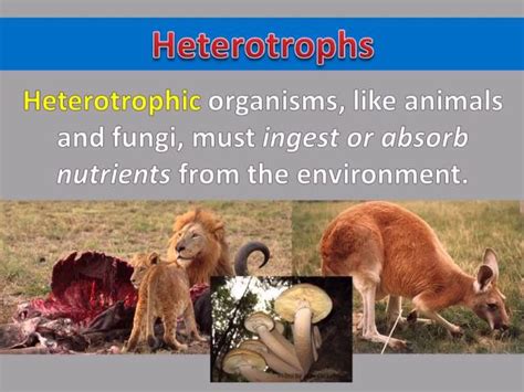 Heterotrophic Examples