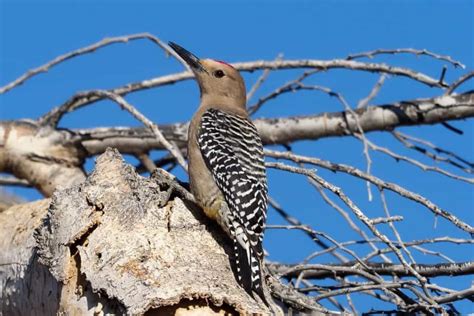 12 Woodpeckers In New Mexico Artofit