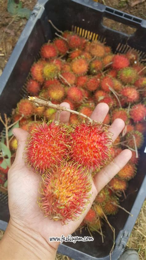 Jenis Jenis Rambutan Di Malaysia Inspirational Value Of A Woman Quotes